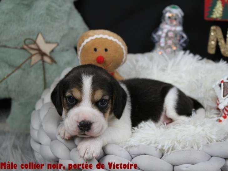 Chiots Beagle LOF à vendre