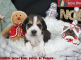 Chiots Beagle LOF à vendre