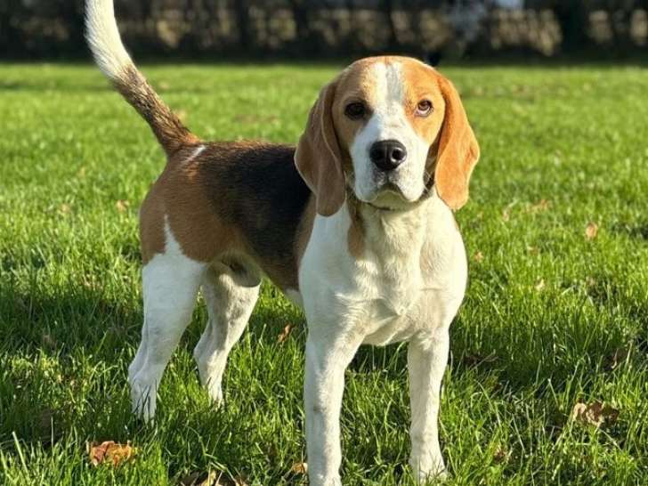 Mâle Beagle LOF de 2 ans à vendre