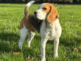 Mâle Beagle LOF de 2 ans à vendre