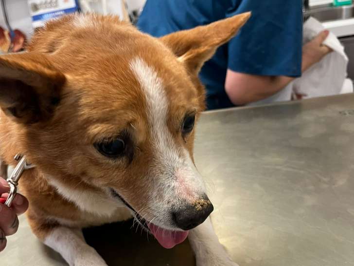 Patxy, petit croisé de 7 ans à adopter en association