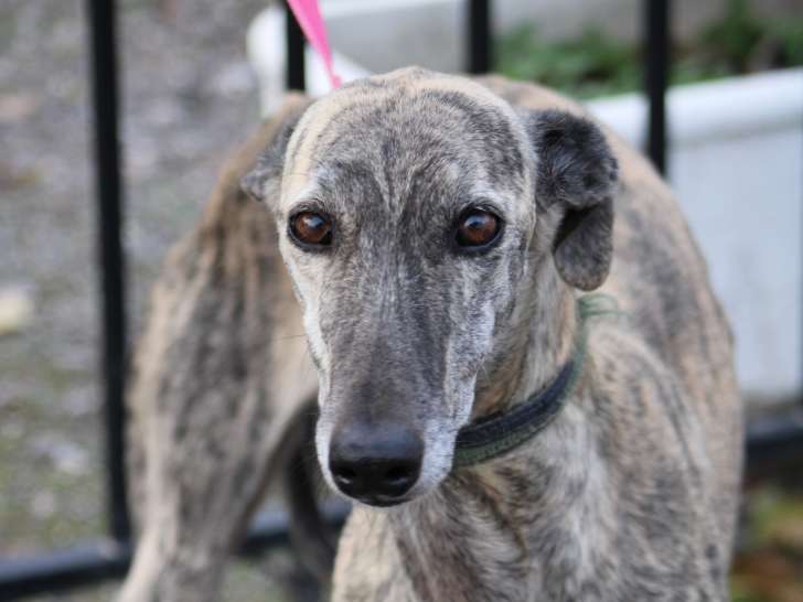 Tierra, magnifique Galga à adopter en association