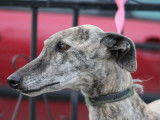 Tierra, magnifique Galga à adopter en association