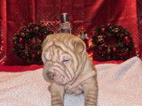 Manifiques chiots Shar-Peï à vendre