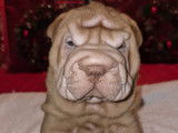 Manifiques chiots Shar-Peï à vendre