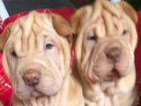 Manifiques chiots Shar-Peï à vendre