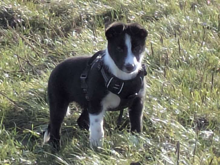 Chiot mâle Border Collie à vendre