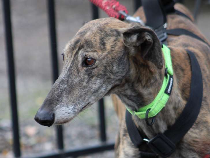 Fandango, Galgo très câlin à adopter en association