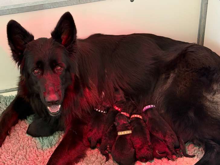 la maman : vizzavona tolina