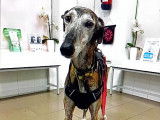 Magico, Galgo de 7 ans à adopter en association