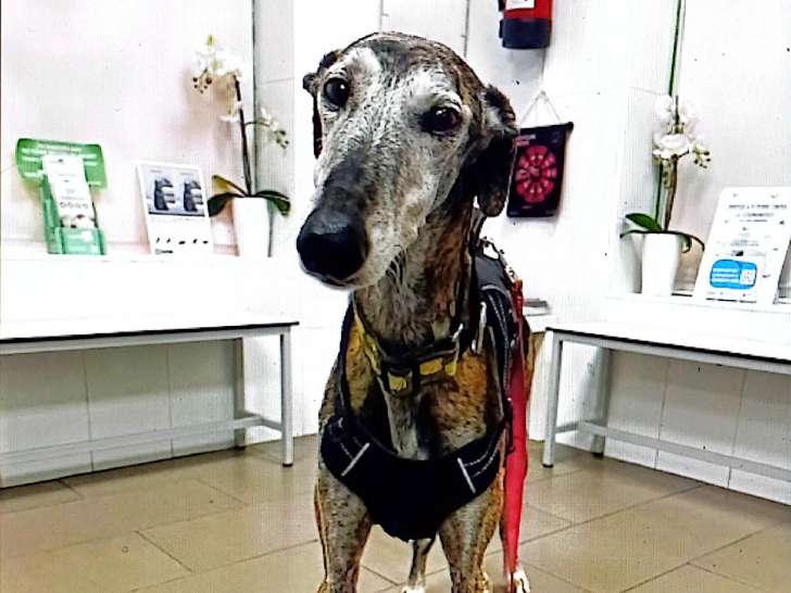 Magico, Galgo de 7 ans à adopter en association