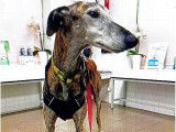 Magico, Galgo de 7 ans à adopter en association
