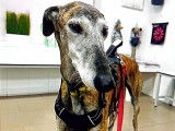 Magico, Galgo de 7 ans à adopter en association