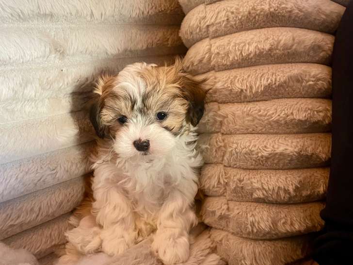 Chiot femelle Shih Tzu croisé Bichon Maltais à vendre