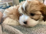 Chiot femelle Shih Tzu croisé Bichon Maltais à vendre