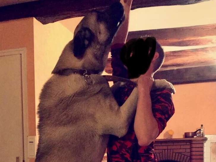 Chiots berger d’anatolie ( Kangal )