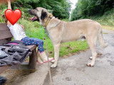 Chiots berger d’anatolie ( Kangal )