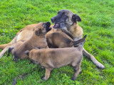 Chiots Berger Belge Malinois à vendre