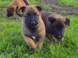 Chiots Berger Belge Malinois à vendre