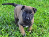 Chiots Berger Belge Malinois à vendre