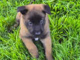 Chiots Berger Belge Malinois à vendre