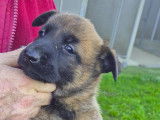 Chiots Berger Belge Malinois à vendre