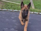 Chiots Berger Belge Malinois à vendre