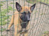 Chiots Berger Belge Malinois à vendre