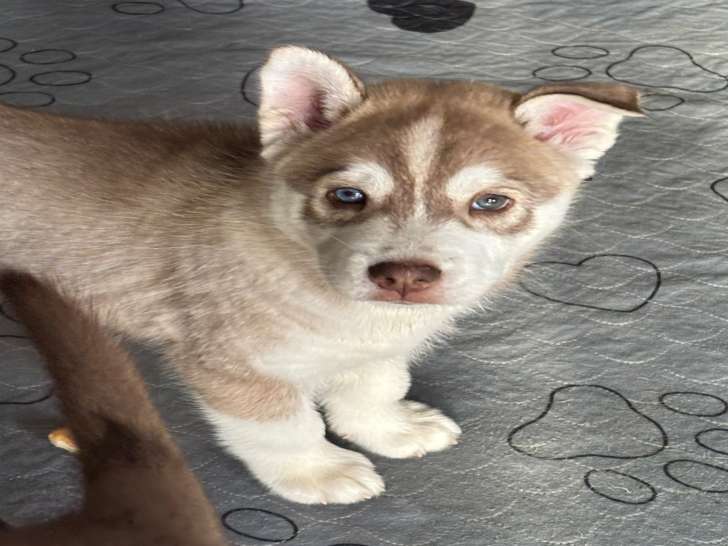2 chiots mâles Husky Sibérien à vendre