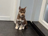 2 chiots mâles Husky Sibérien à vendre