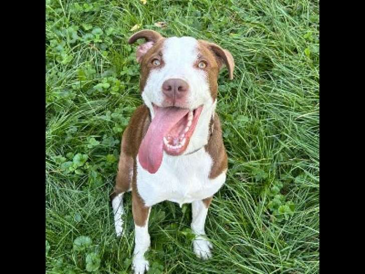 Adoption disponible : chienne marron et blanche