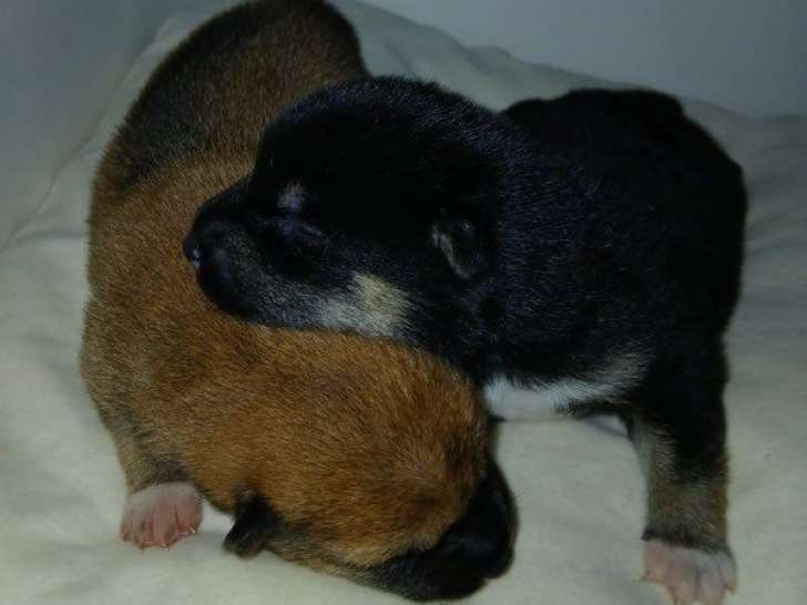 Chiots de race Shiba Inu à vendre (4 femelles)