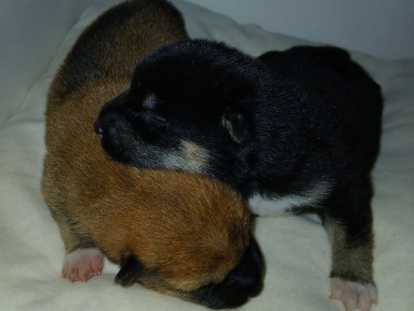 Chiots de race Shiba Inu à vendre (4 femelles)