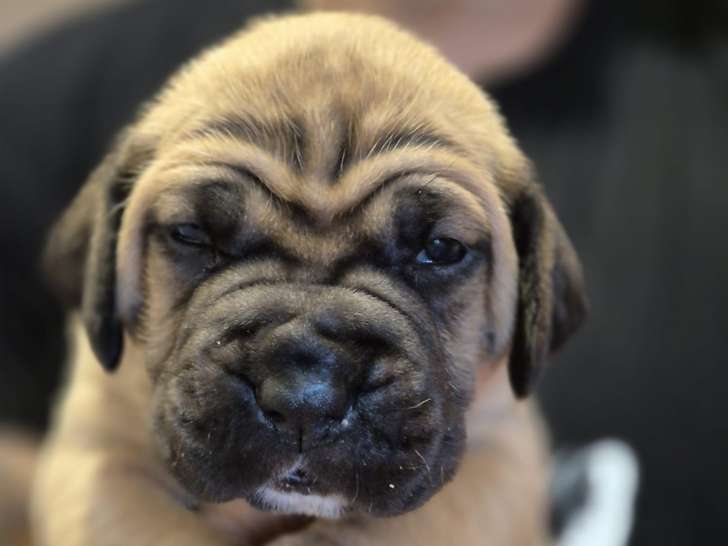 Femelle Collier Orange