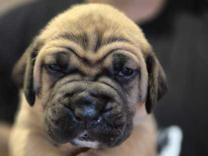 Femelle Collier Orange