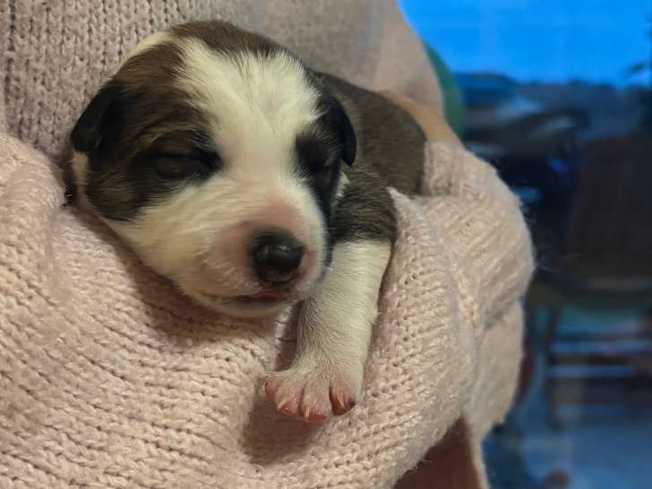 Chiots Border Collie à vendre