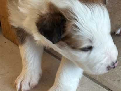 Chiots Border Collie &agrave; vendre