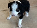 Chiots Border Collie à vendre