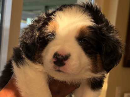 Chiots Border Collie &agrave; vendre