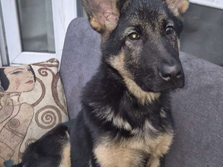 Chiot femelle Berger Allemand de 4 mois à vendre