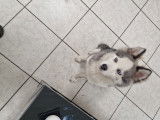 Chiot femelle pomsky