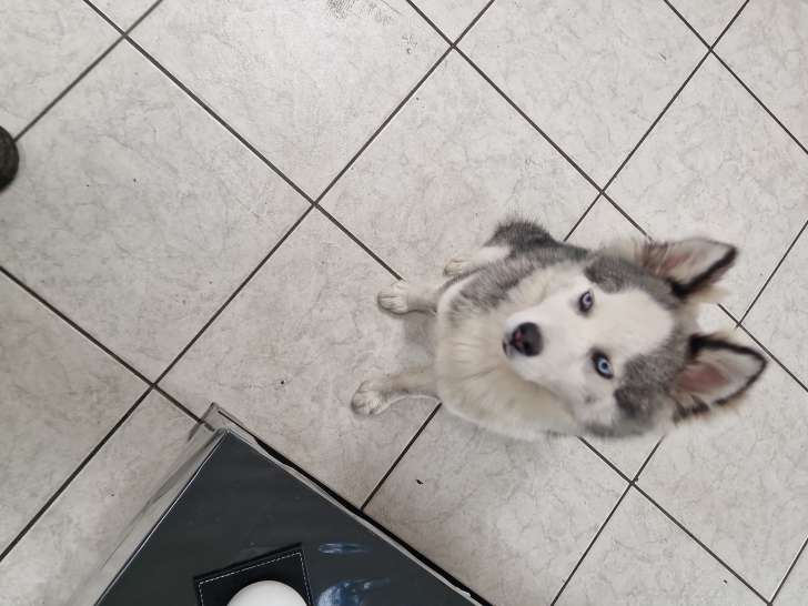 Chiot femelle pomsky