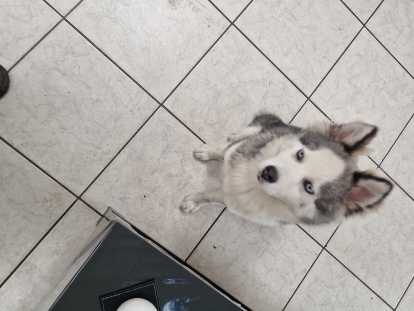 Chiot femelle pomsky