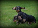 Chiots Teckel à poil dur à vendre
