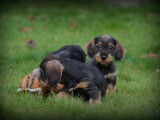 Chiots Teckel à poil dur à vendre