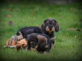 Chiots Teckel à poil dur à vendre