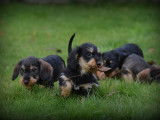 Chiots Teckel à poil dur à vendre