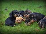 Chiots Teckel à poil dur à vendre