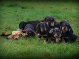 Chiots Teckel à poil dur à vendre