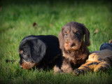Chiots Teckel &agrave; poil dur &agrave; vendre